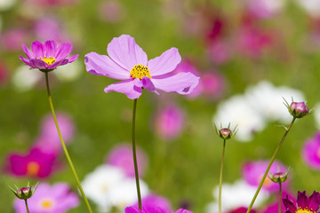 Fototapeta premium Cosmos Flower