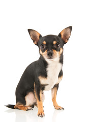 Chihuahua isolated over white background - obrazy, fototapety, plakaty