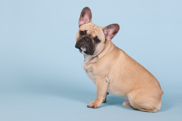 French bulldog