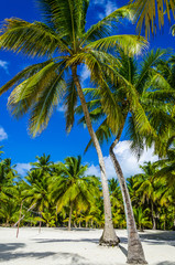 Beautiful palms on sandy Caribbean beach in Dominicana