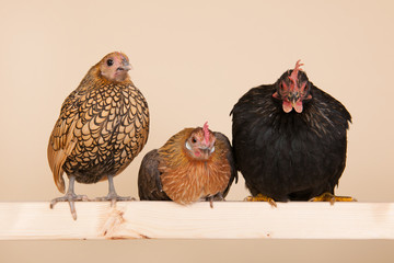 Fototapeta premium chicken on stick