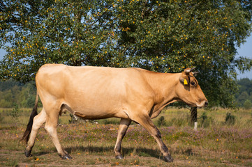 Nature landscape with cows in water