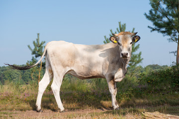 Nature landscape with cows in water