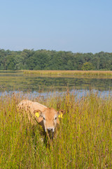 Obraz na płótnie Canvas Natura, krajobraz z krów w wodzie