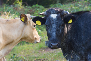 Black and brown cow in nature