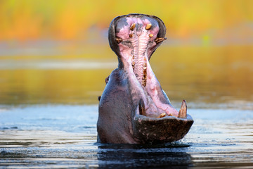 Hippopotamus displaying aggressive behavior - obrazy, fototapety, plakaty