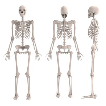 realistic 3d render of male skeleton