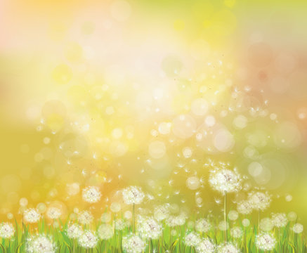 Vector sunshine background with white dandelions. © rvika