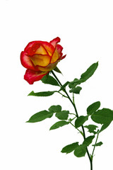 Obraz premium Bright flower red and yellow roses isolated