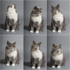 Compilation.of a sitting British Shorthair Cat