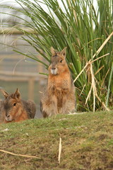 Mara
