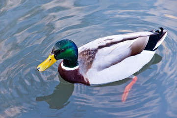 Mallard duck on a lake