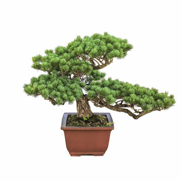 green bonsai pine tree