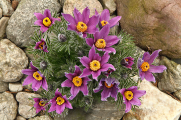 pasqueflower