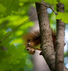 Red squirrel on tree with walnut in mouth.