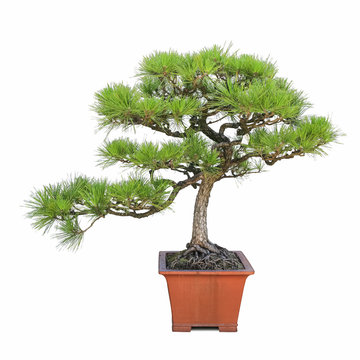 green bonsai pine tree