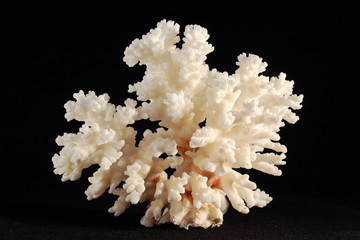 Fototapeta premium coral skeleton isolated on black