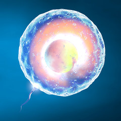 Concepimento ovulo e spermatozoo - obrazy, fototapety, plakaty