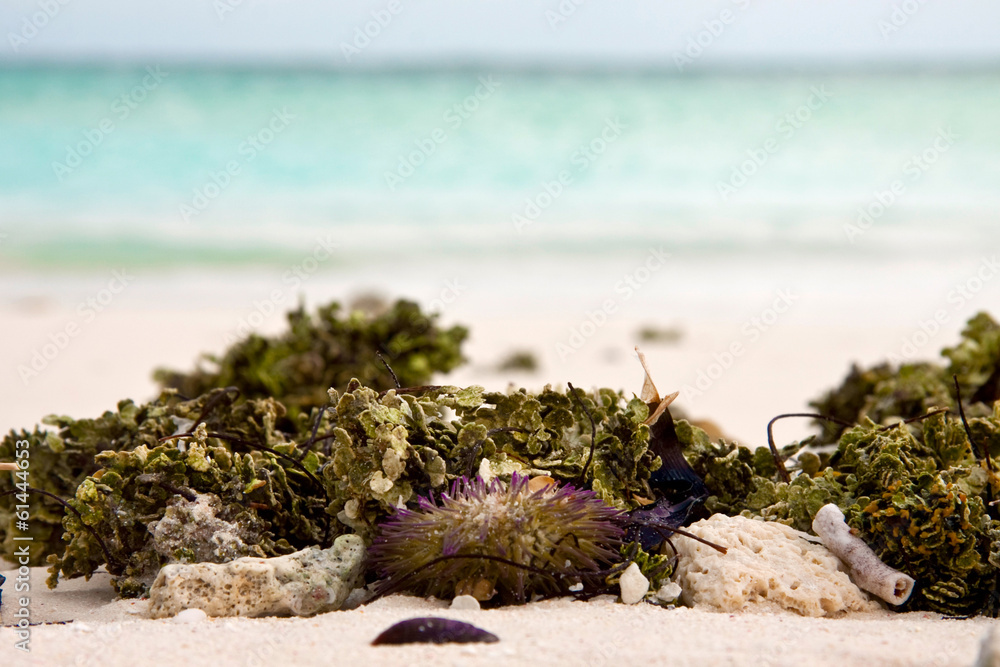 Wall mural sea-urchin on the beach