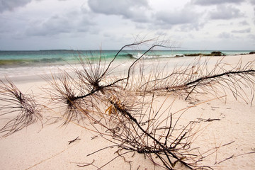 Branches at the beach