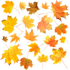 Naklejka na ściany i meble Beautiful colored autumn leaves isolated on white