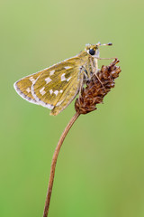 Silver-spotted Skipper