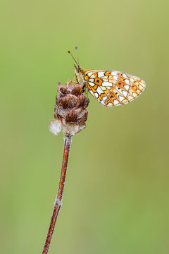 Small Pearl-bordered Fritillary - Boloria selene