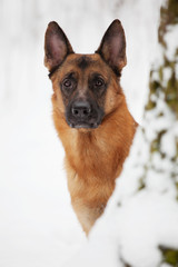 Large Shepherd looks out of a tree trunk