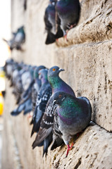 Pigeons on the wall