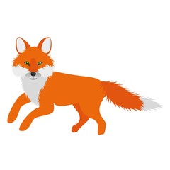 Fototapeta premium beautiful fox