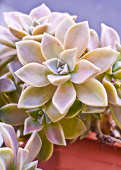 Fototapeta na wymiar Succulent close up