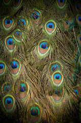 Obraz premium Peacock feathers