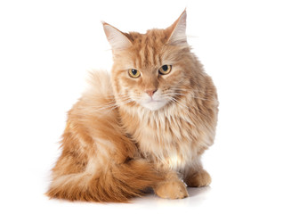 maine coon cat