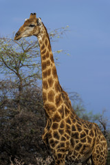 Giraffe, Etosha Nationalpark in Namibia