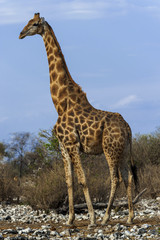 Giraffe, Etosha Nationalpark in Namibia