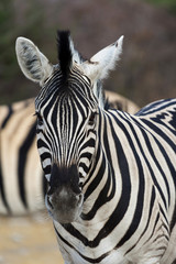 Fototapeta na wymiar Zebra im Etosha Park, Namibia