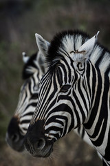 Naklejka na ściany i meble Zebra im Park Narodowy Etosha, Namibia