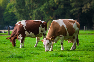 Naklejka na ściany i meble Cows on green meadow