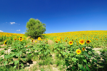 Naklejka premium Sunflower field