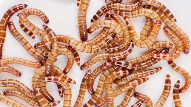 Zophobas morio (worms) close up background