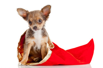 Chihuahua puppy isolated on white. Lovely puppy