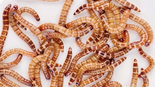 Set of 3 views Zophobas morio (worms) close up backgrounds