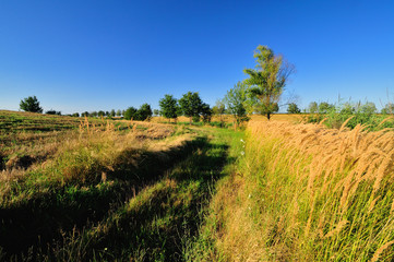 Fototapeta na wymiar Path trough the meadow