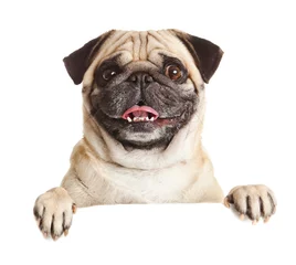 Foto op Plexiglas Hond Pug Dog met leeg reclamebord. Hond boven banner of teken. Mopshond