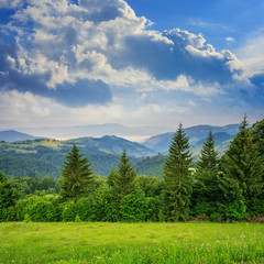 pine trees near valley in mountains  on hillside under sky with