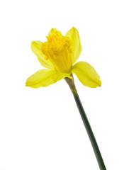 Żonkil na białym tle