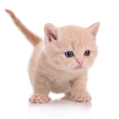 Scottish red kitten