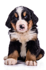 Puppy Bernese Mountain Dog