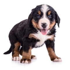 Puppy Bernese Mountain Dog