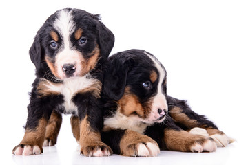 puppies Bernese Mountain Dog